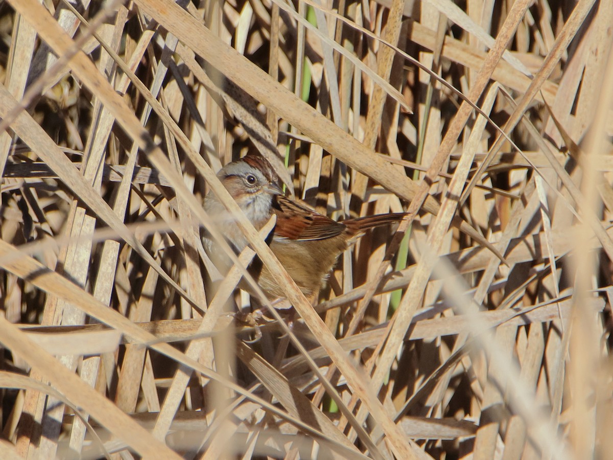 Swamp Sparrow - ML645529930