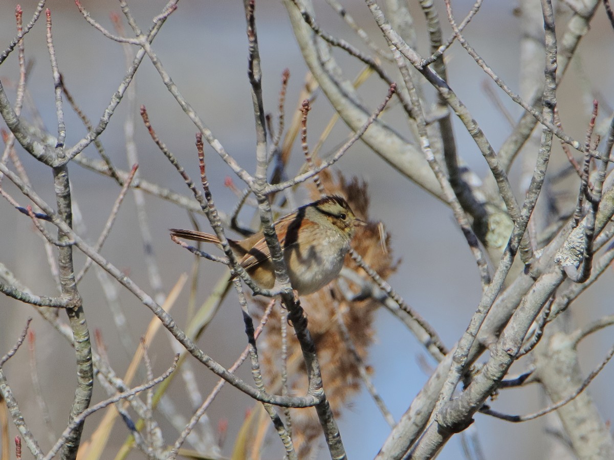 Swamp Sparrow - ML645529931