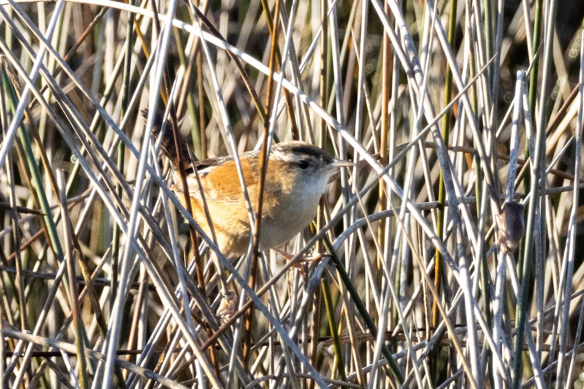 Marsh Wren - ML645529932