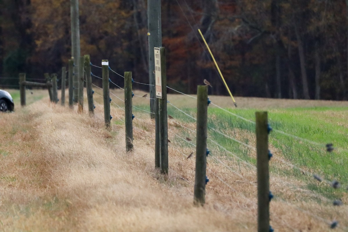 Savannah Sparrow - ML645529938