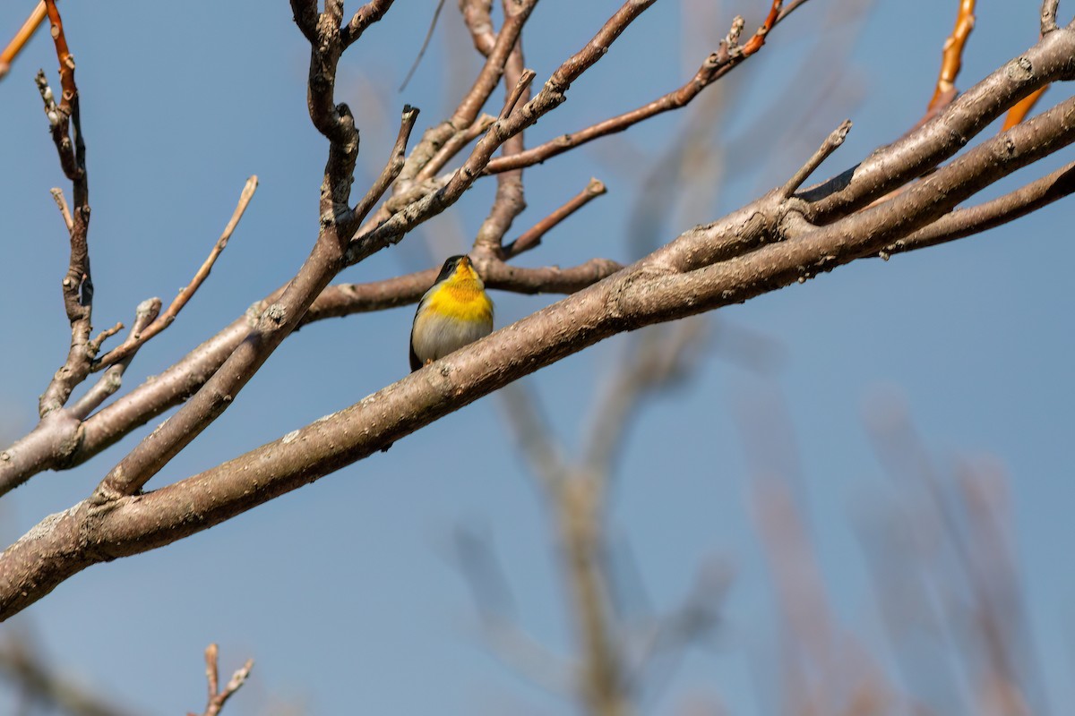 Northern Parula - ML645529939