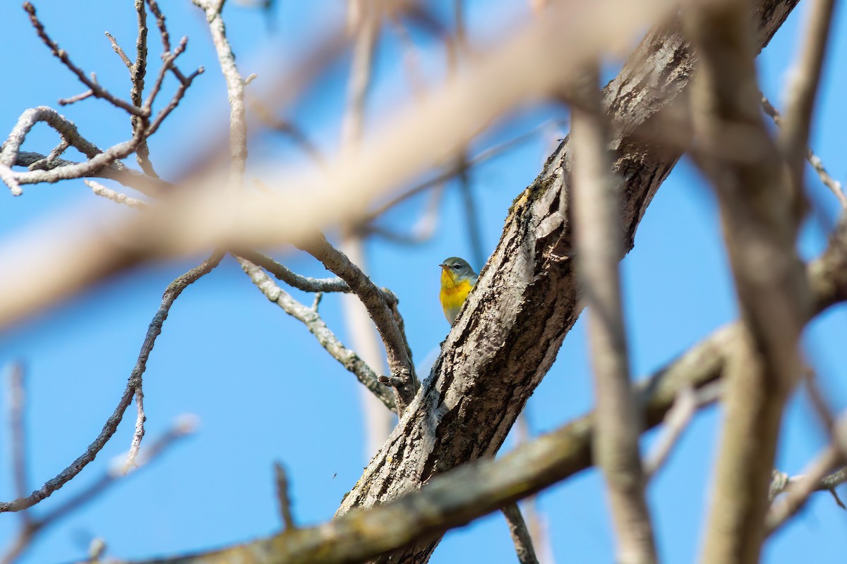 Northern Parula - ML645529940