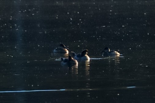 Ruddy Duck - ML645529954
