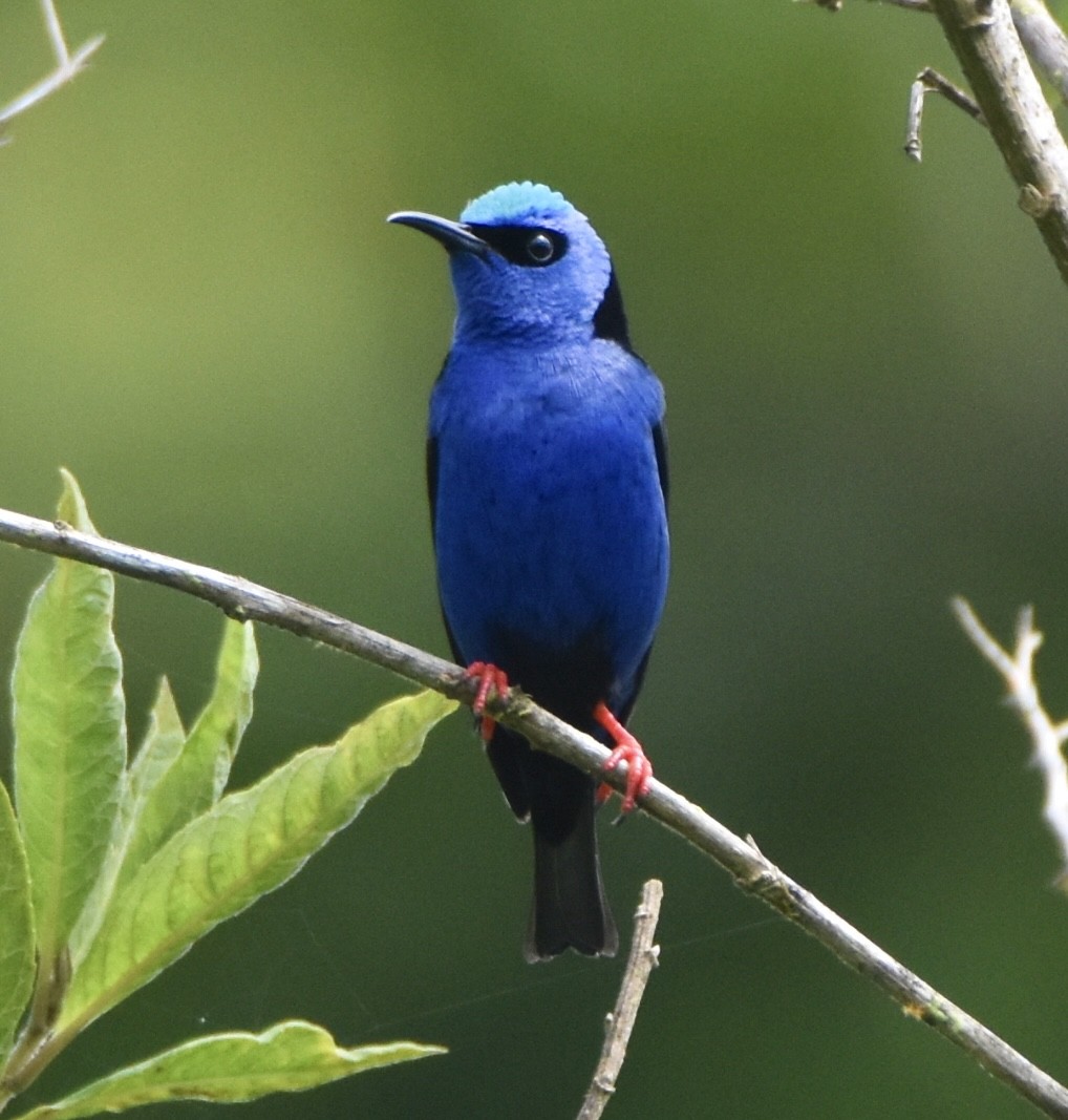 Танагра-медоїд бірюзова - ML645529956