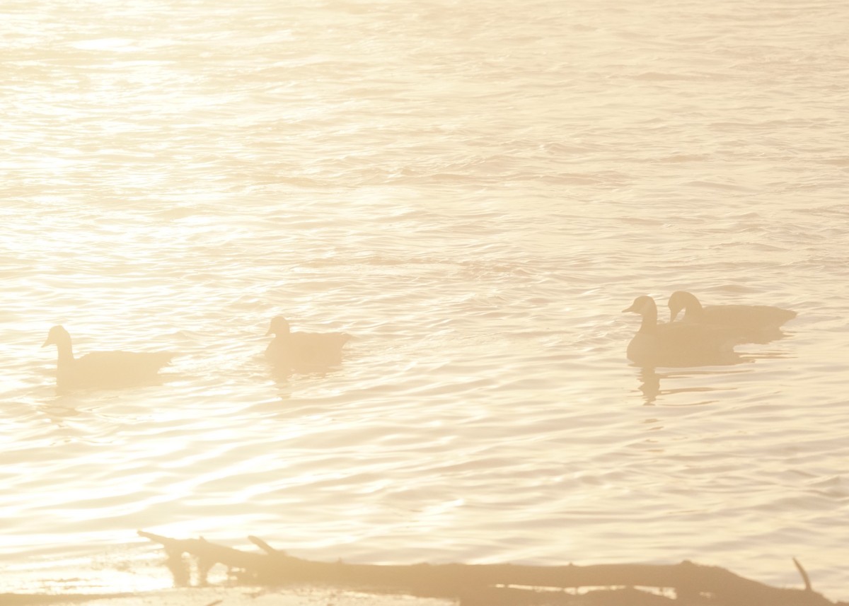 Canada Goose - ML645529957