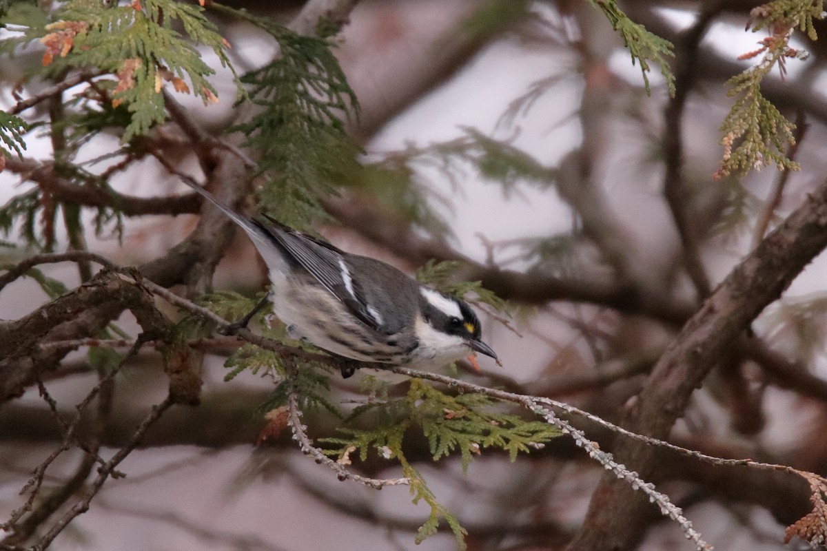 Black-throated Gray Warbler - ML645529965