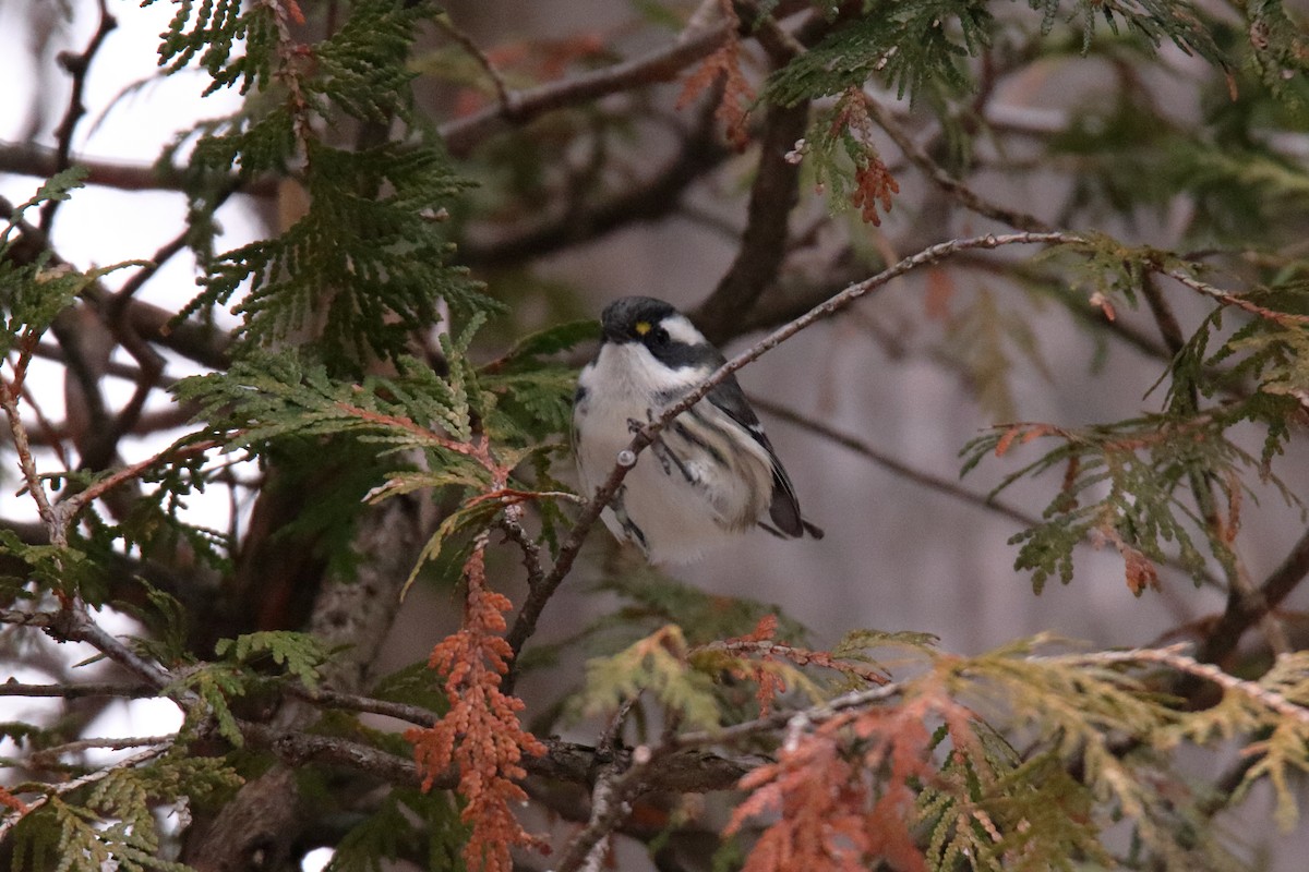 Black-throated Gray Warbler - ML645529967