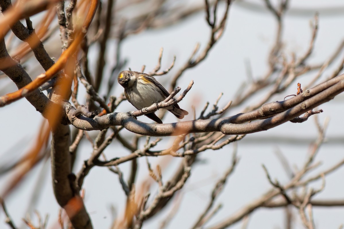 Yellow-rumped Warbler - ML645529969