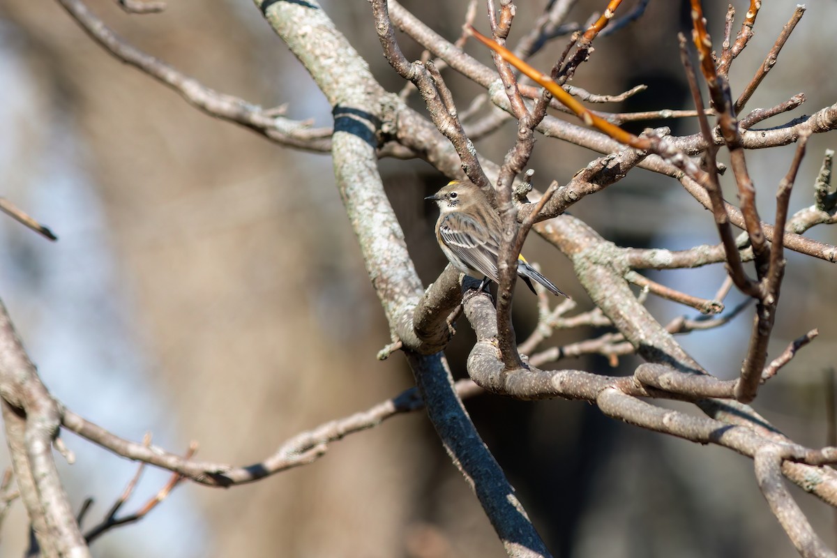 Yellow-rumped Warbler - ML645529970