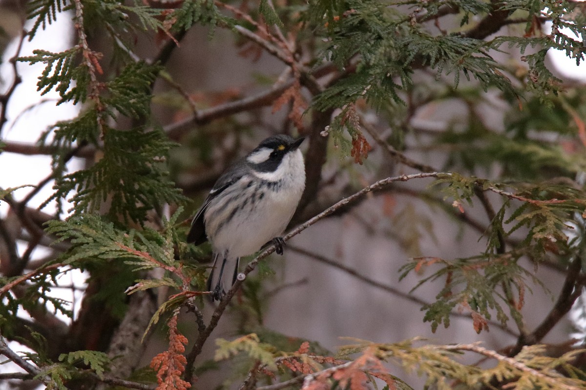 Black-throated Gray Warbler - ML645529972