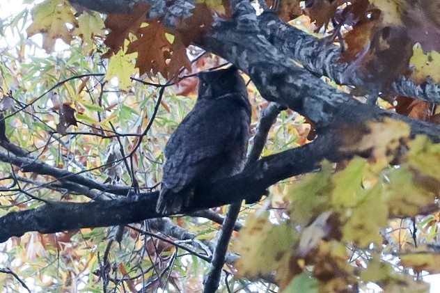 Great Horned Owl - ML645529973