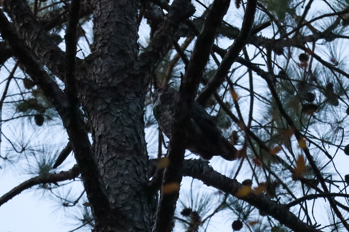 Great Horned Owl - ML645529974