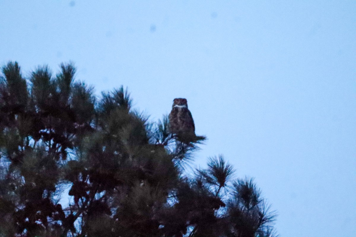 Great Horned Owl - ML645529975