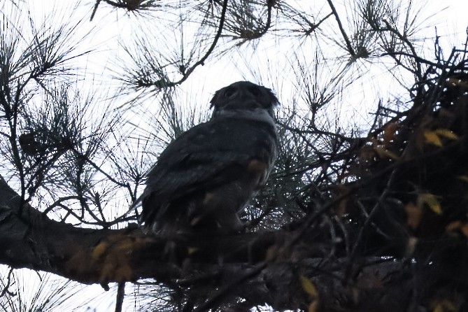 Great Horned Owl - ML645529976