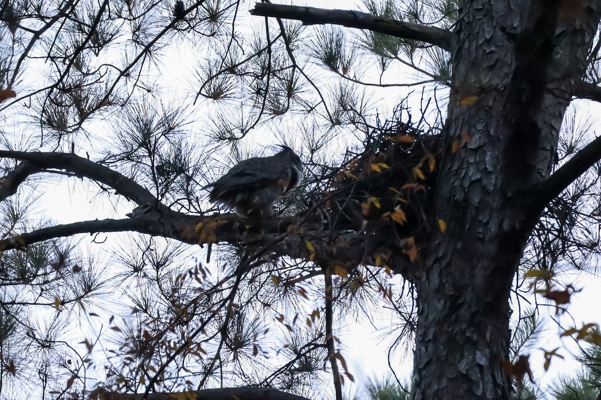 Great Horned Owl - ML645529977