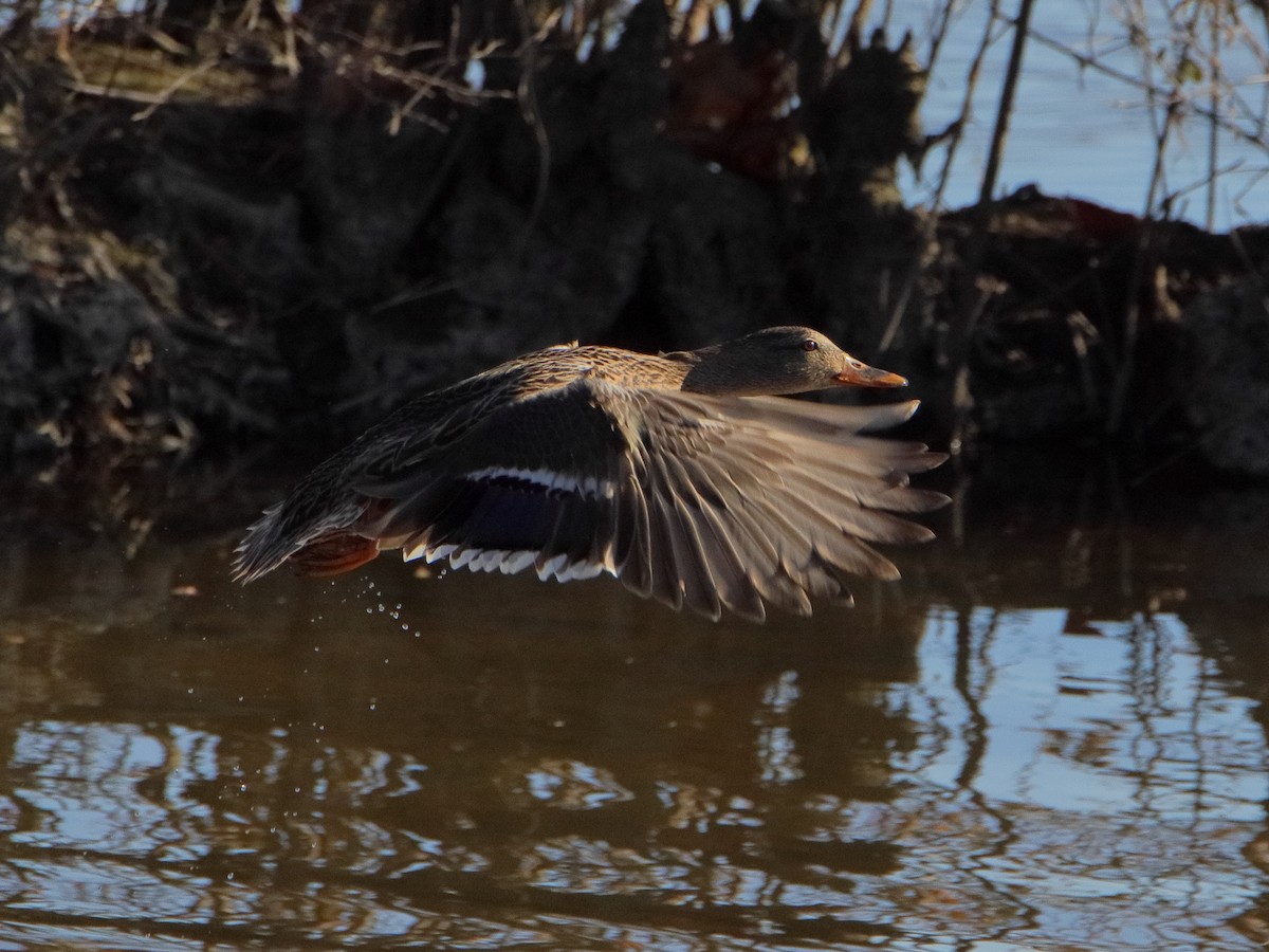 Mallard - ML645529978