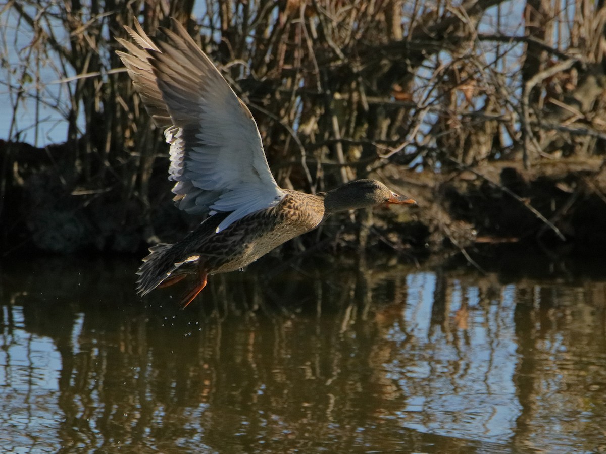 Mallard - ML645529979