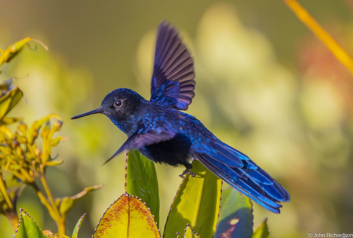 Royal Sunangel - ML645529985