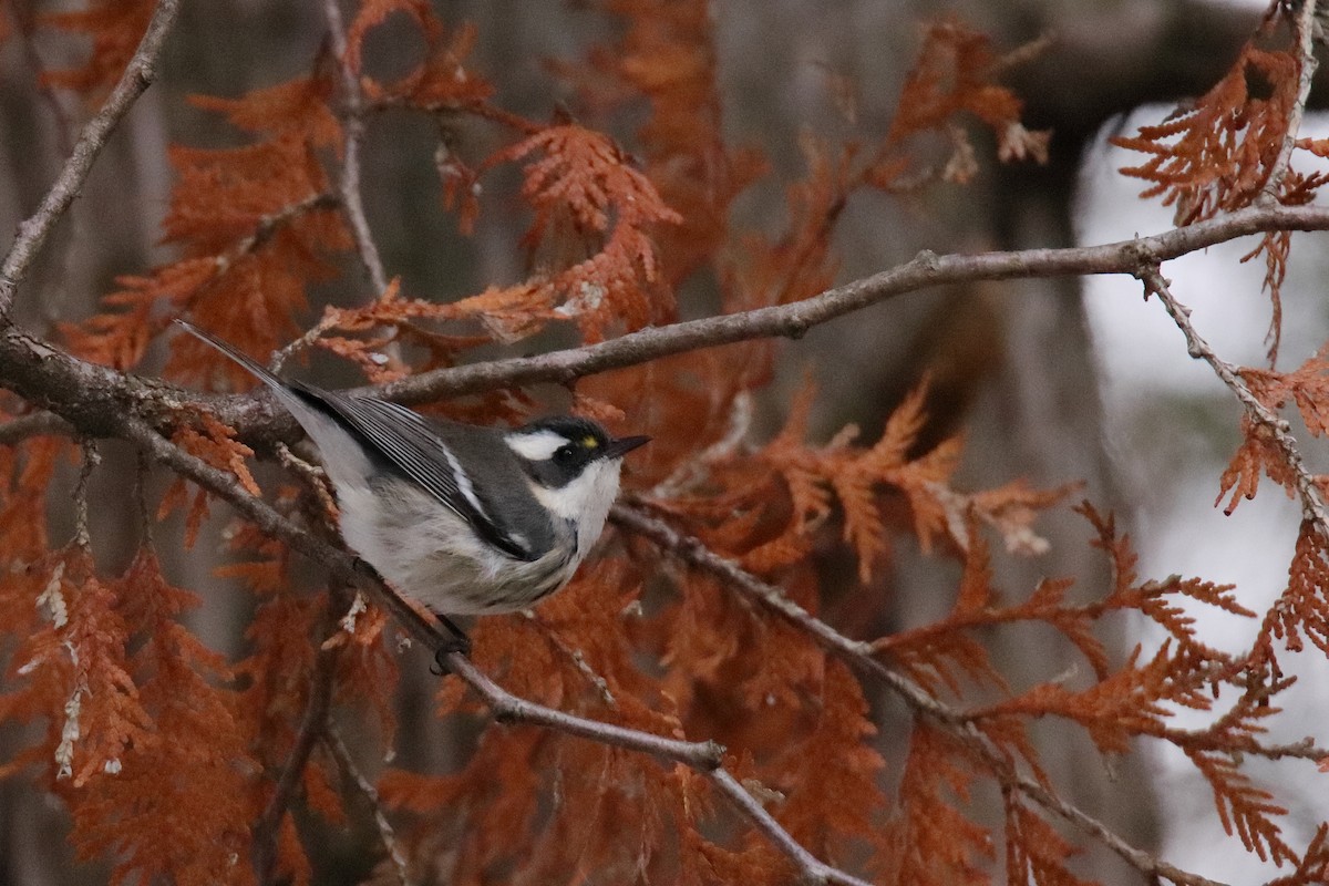 Black-throated Gray Warbler - ML645529986