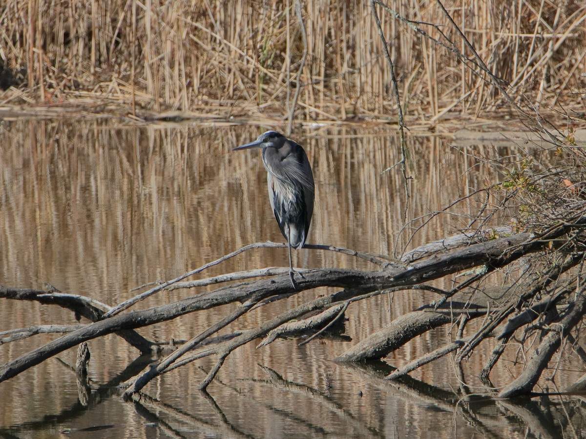 Great Blue Heron - ML645529987