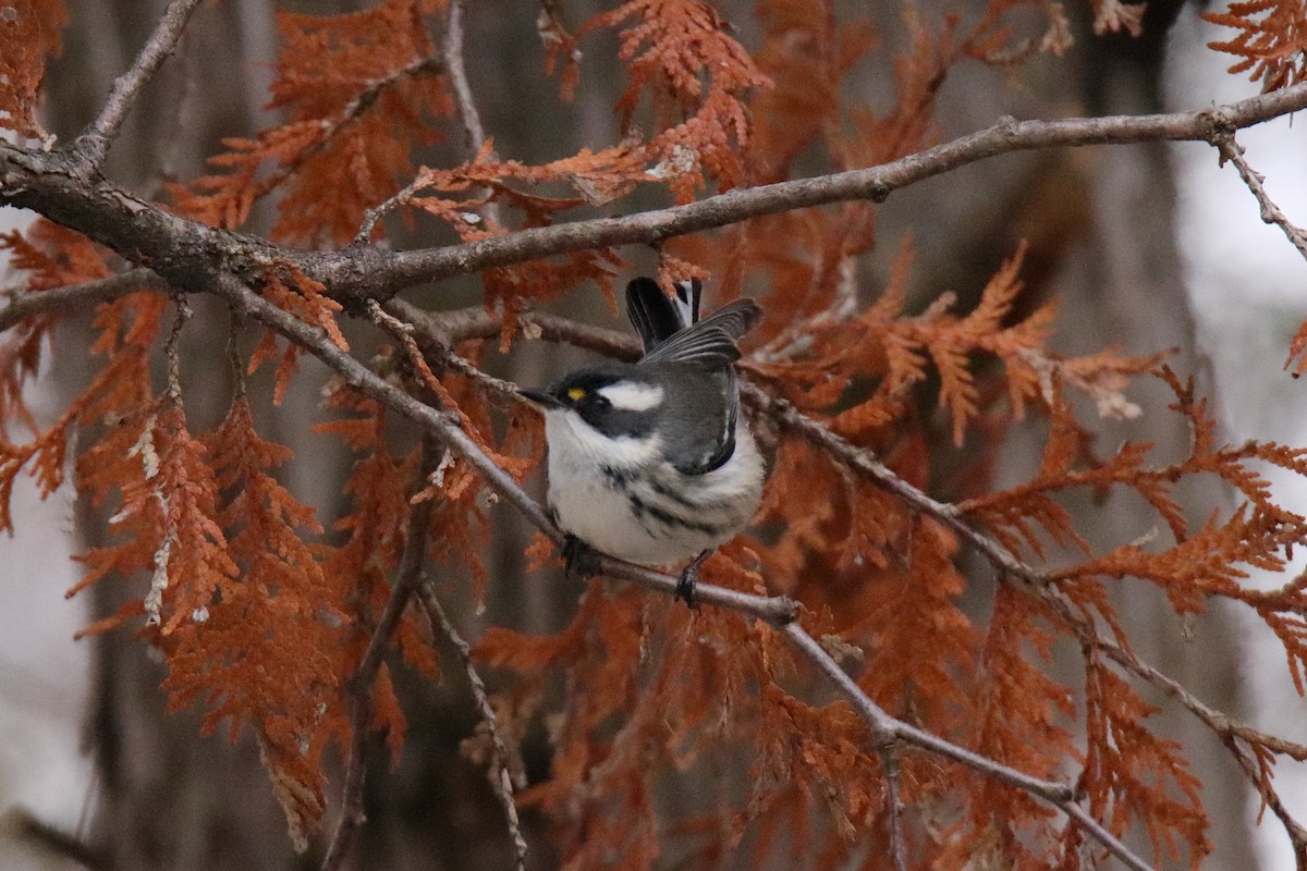 Black-throated Gray Warbler - ML645529988