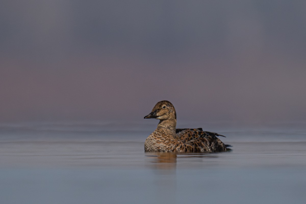 Éider Real - ML645529994