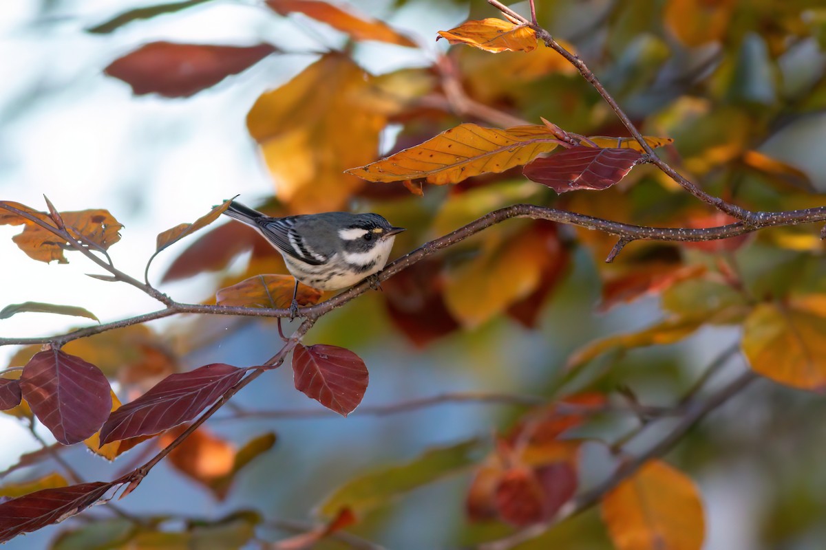 Black-throated Gray Warbler - ML645529998