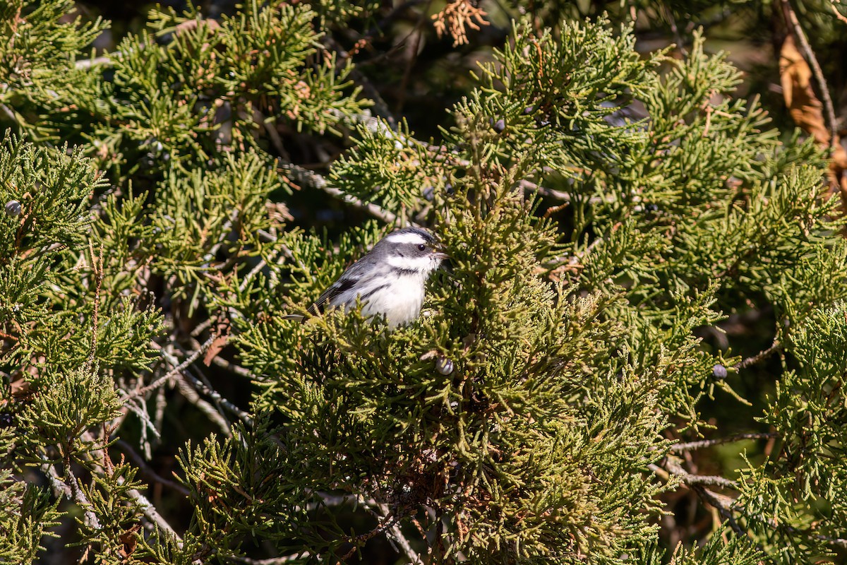 Black-throated Gray Warbler - ML645530000