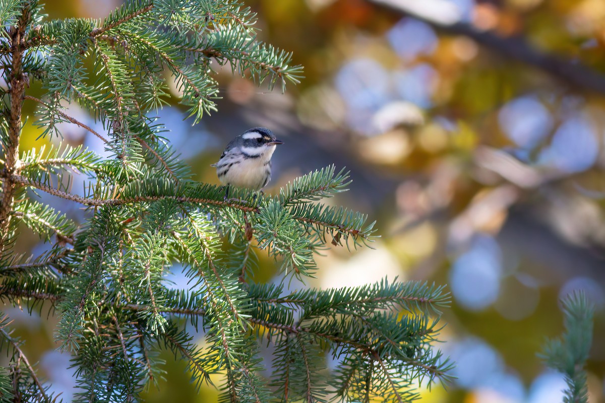 Black-throated Gray Warbler - ML645530001