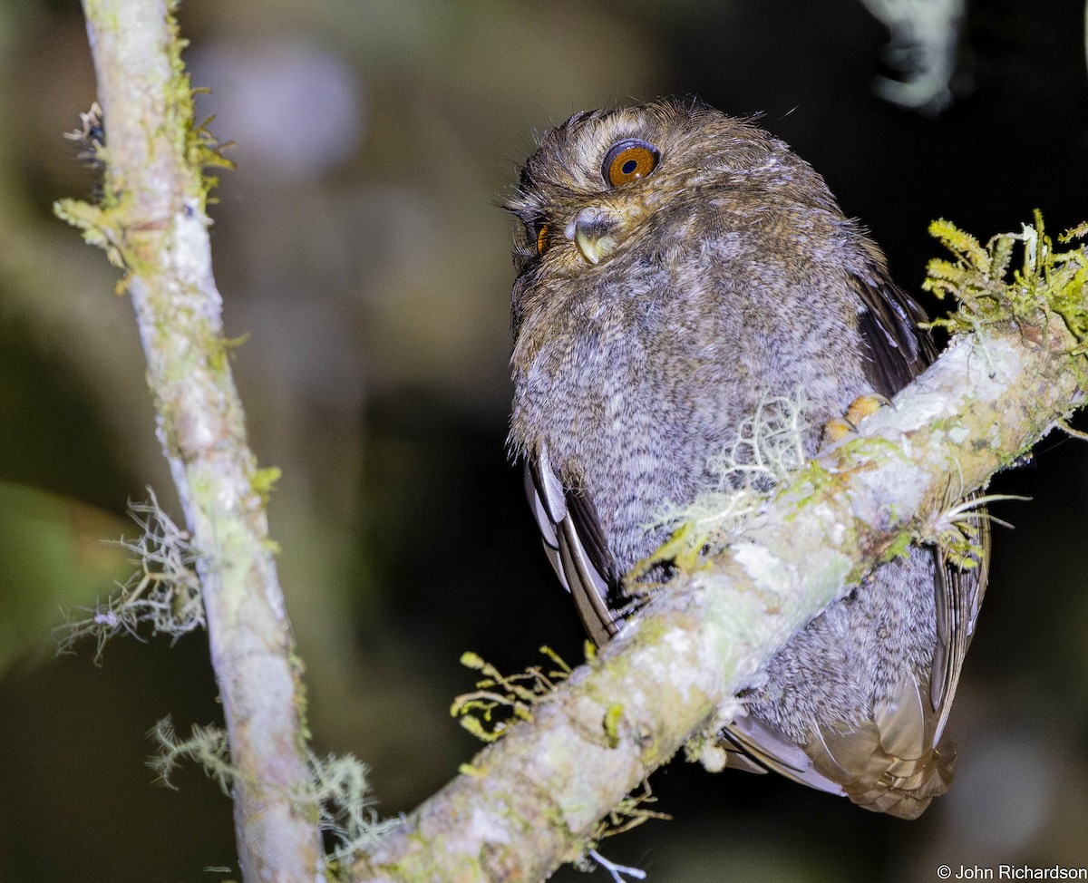 Perukauz - ML645530003