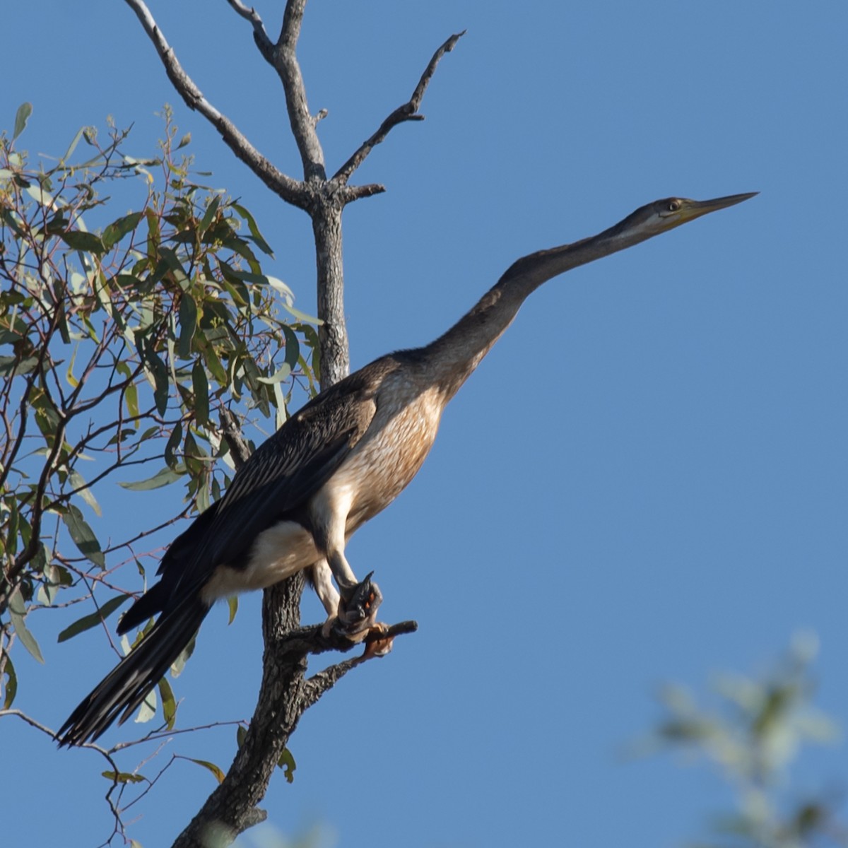 Australasian Darter - ML645530005