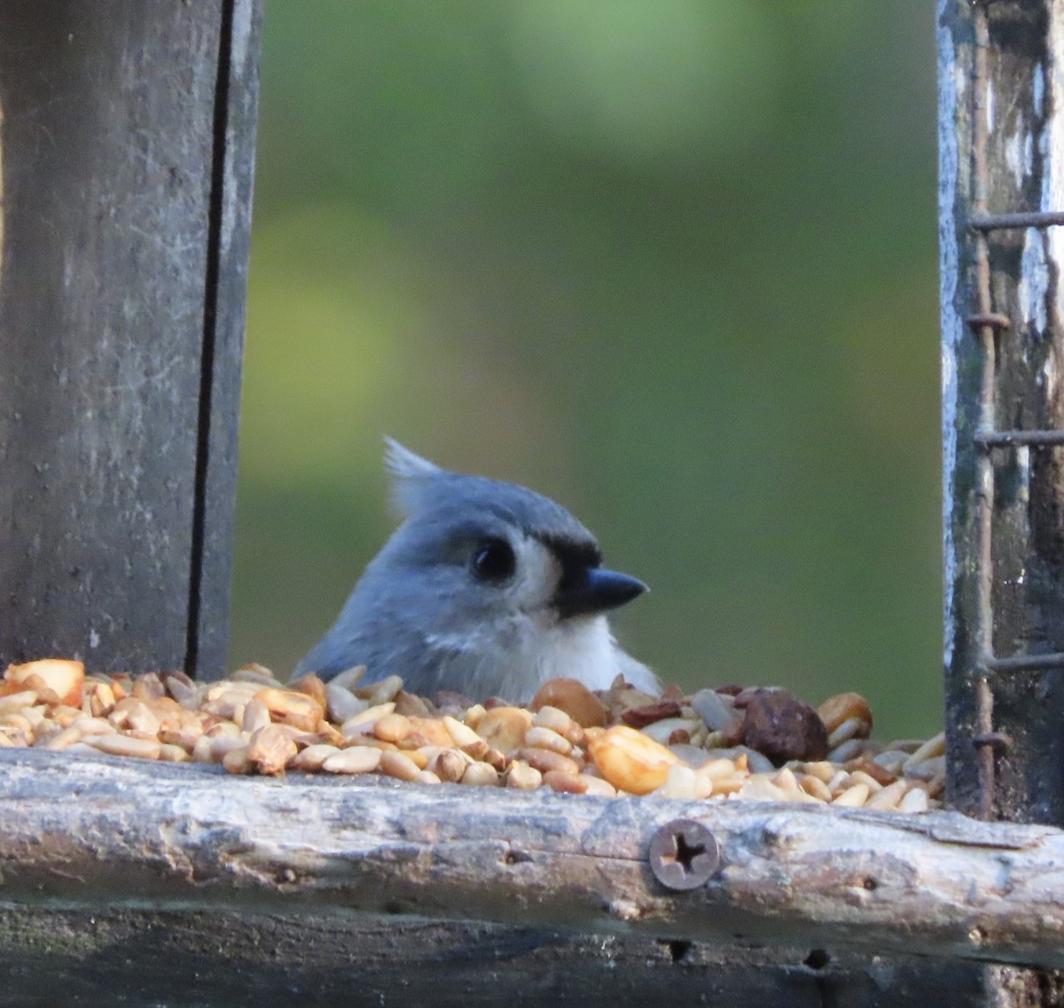 Tufted Titmouse - ML645530007