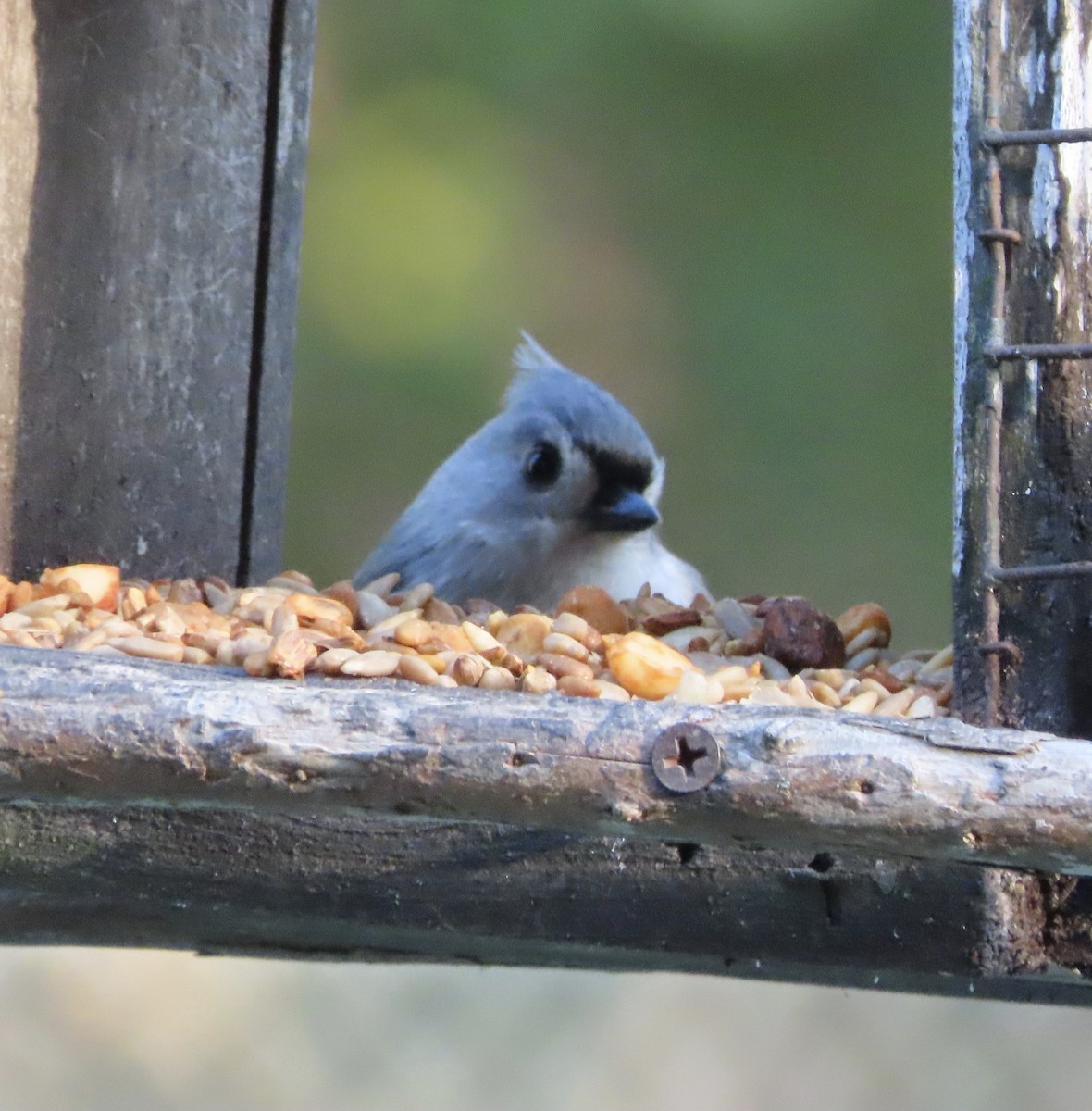 Tufted Titmouse - ML645530008
