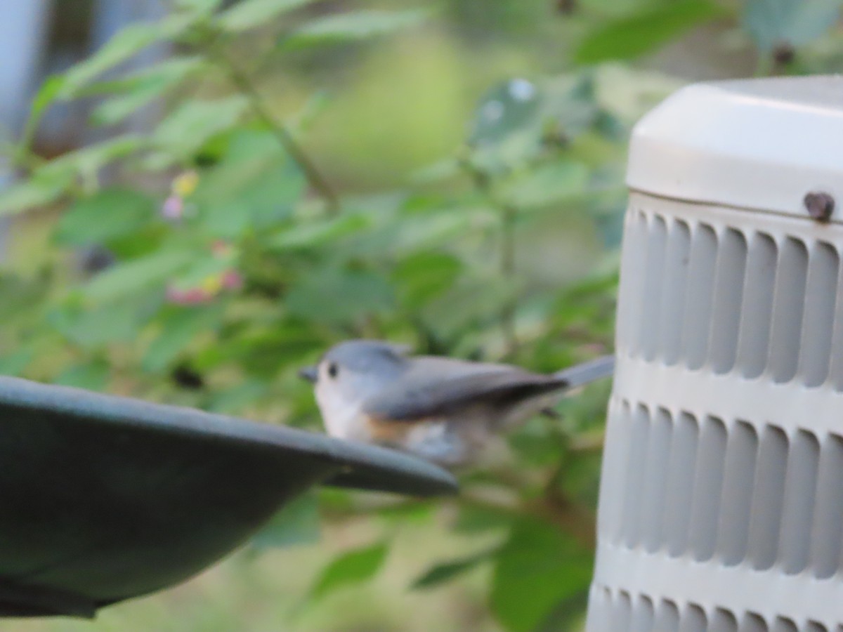 Tufted Titmouse - ML645530009