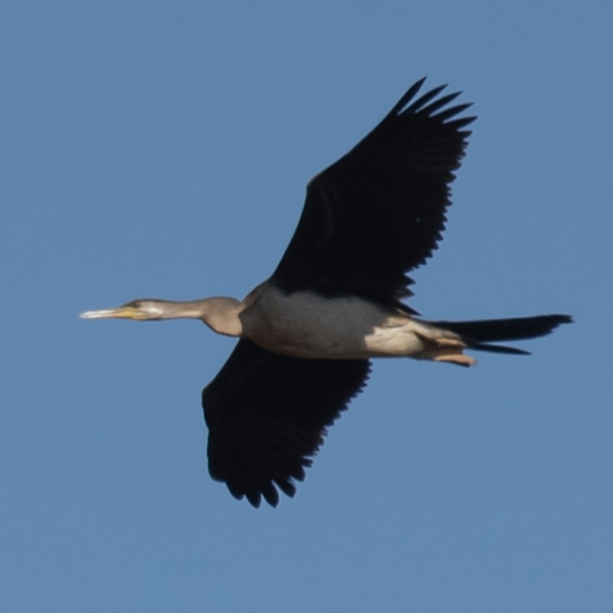 Australasian Darter - ML645530015