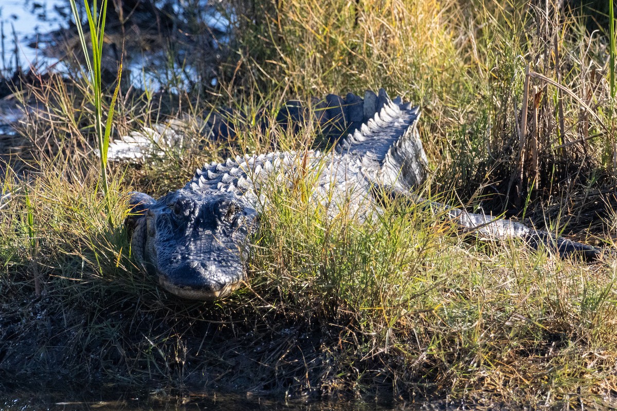 American Alligator - ML645530022