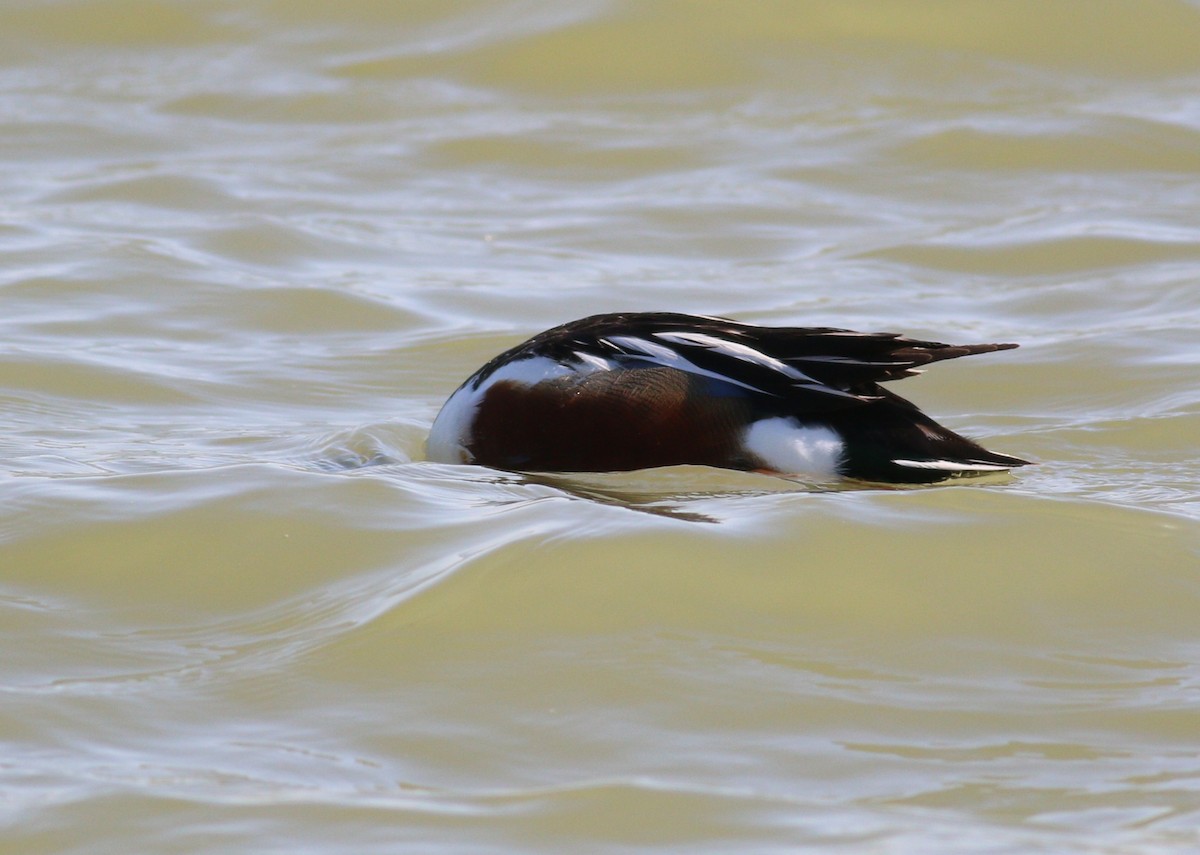 מרית צפונית - ML645530023