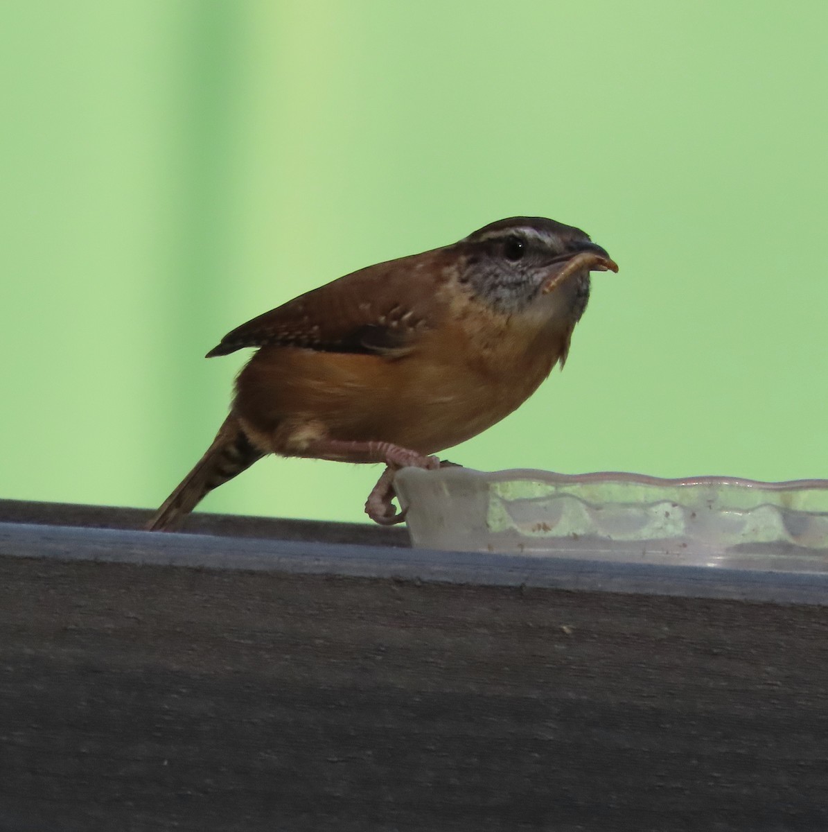 Carolina Wren - ML645530041