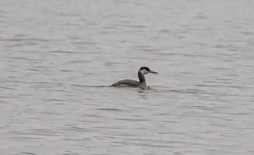 赤頸鸊鷉 - ML645530045