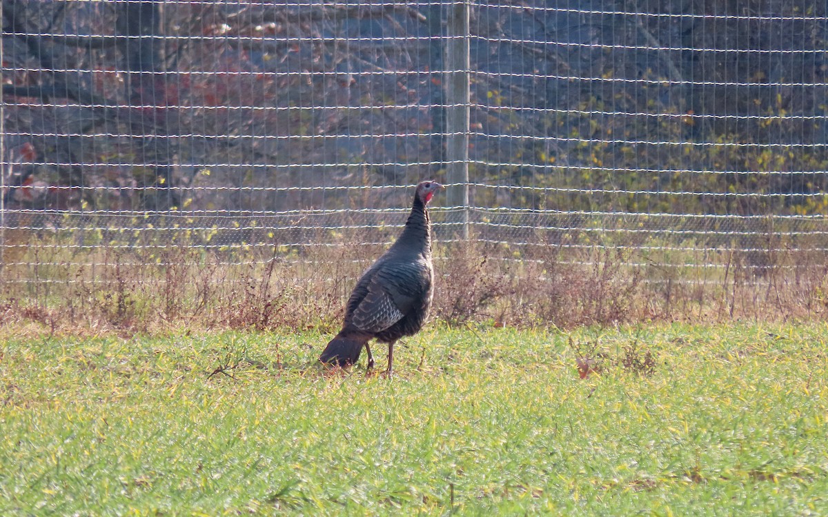 Wild Turkey - ML645530047
