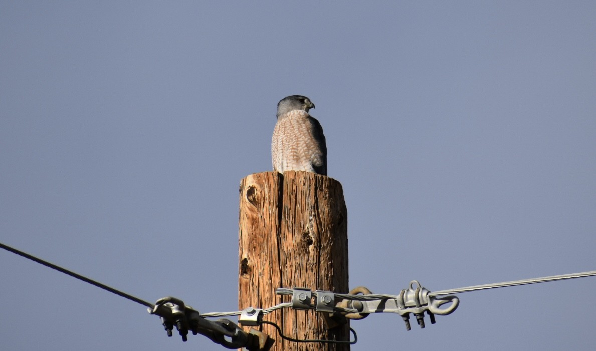 Cooper's Hawk - ML645530048