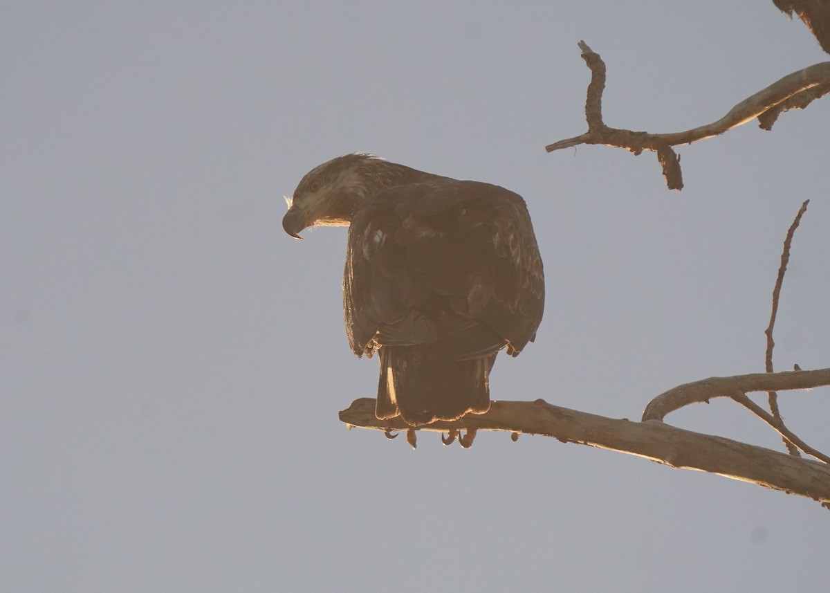 Bald Eagle - ML645530076