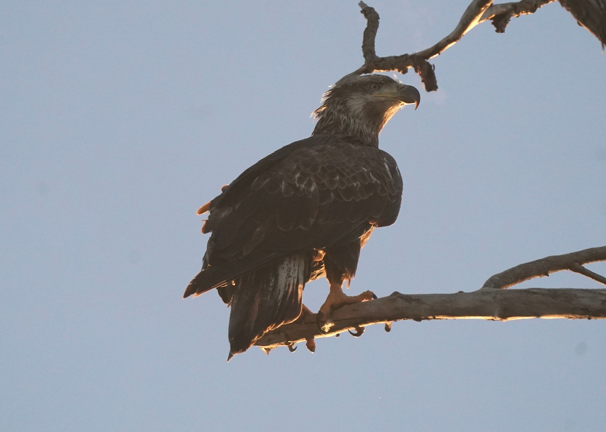 Bald Eagle - ML645530077