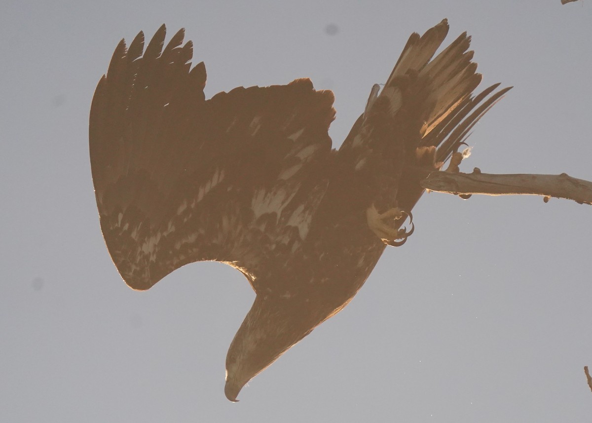 Bald Eagle - ML645530078