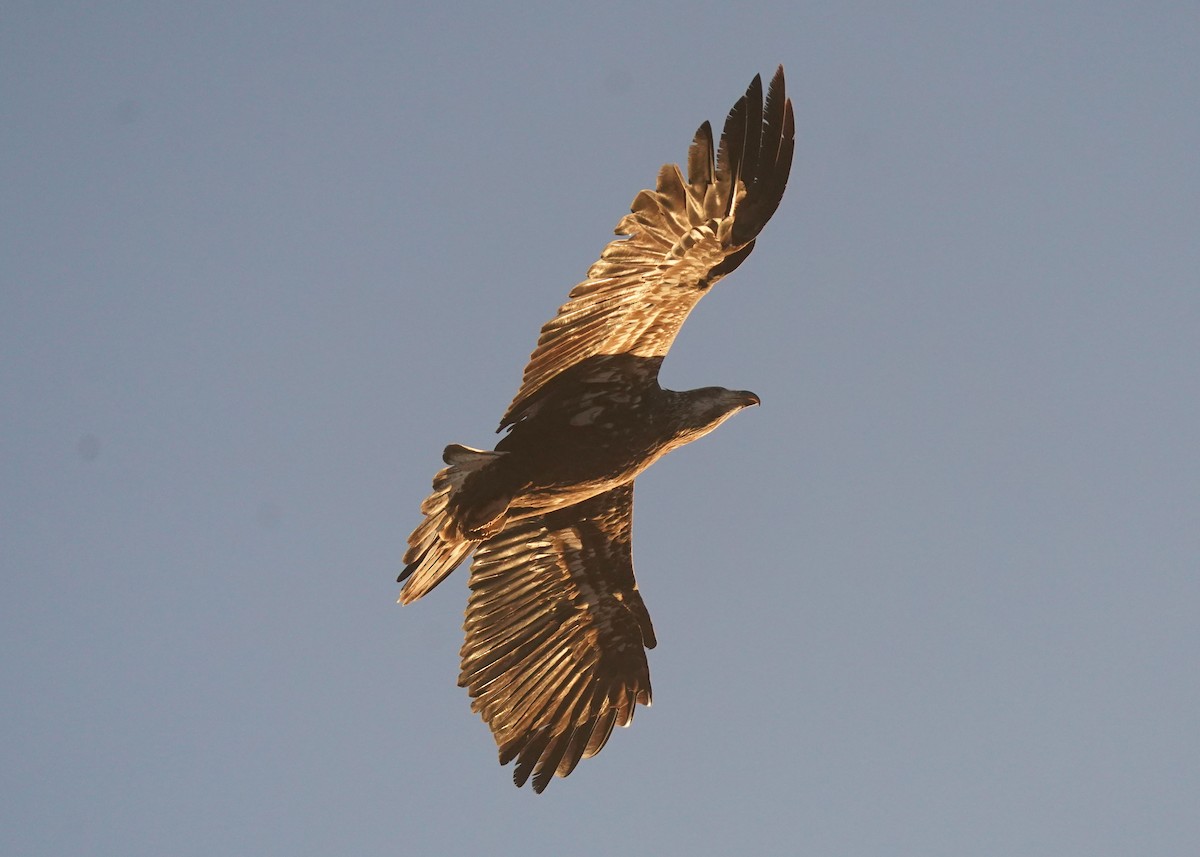 Bald Eagle - ML645530079