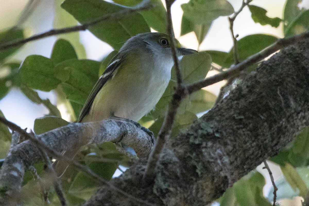 White-eyed Vireo - ML645530100