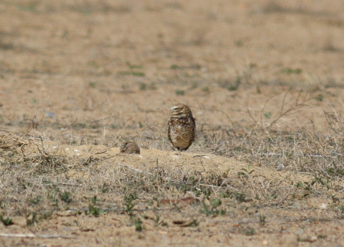 Burrowing Owl - ML645530112