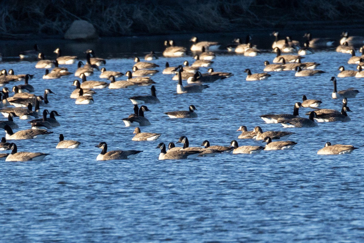 マガン - ML645530123