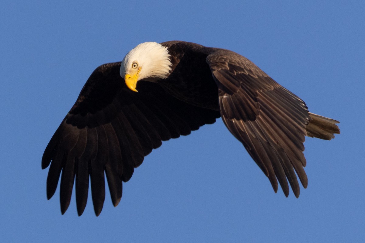 Bald Eagle - ML645530133