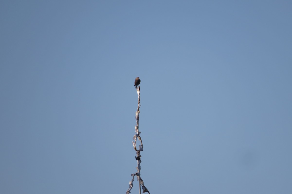 Eastern Bluebird - ML645530144